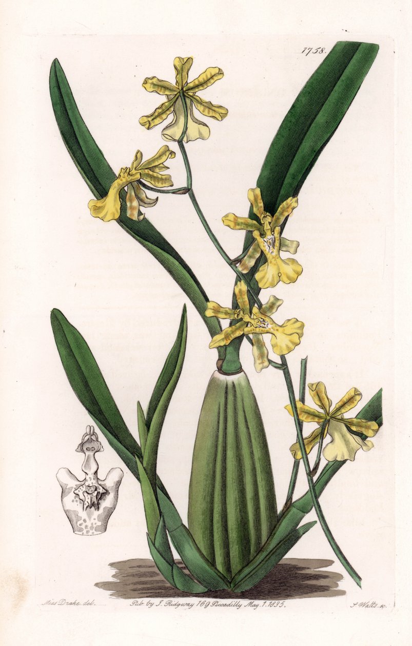Orchid, variety of oncydium, native of South America - Plate engraved by S. Watts, from an illustration by Sarah Anne Drake, from the Botanical Register of Sydenham Edwards, England by Sydenham Teast Edwards