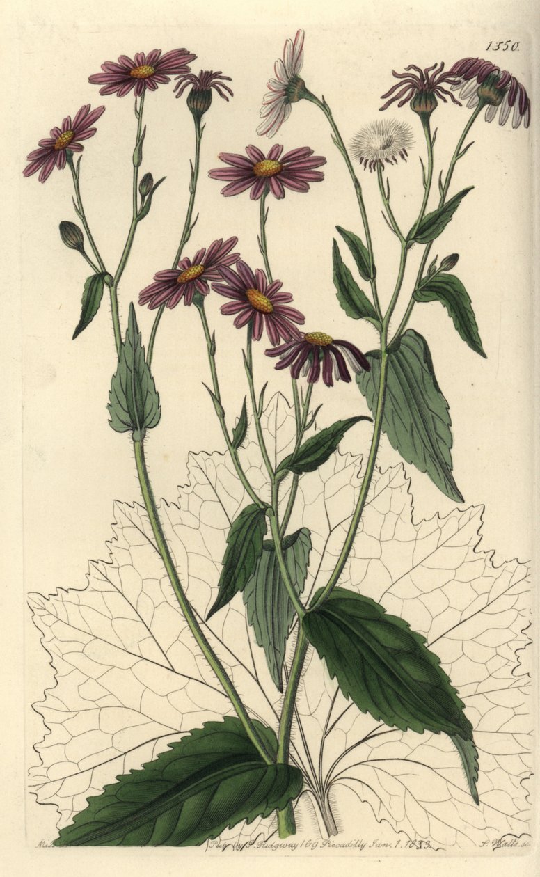 Pericallis tussilaginis (Coltsfoot-leaved groundsel, Senecio tussilaginis). Handcoloured copperplate engraving by S. Watts after an illustration by Miss Sarah Drake from Sydenham Edwards