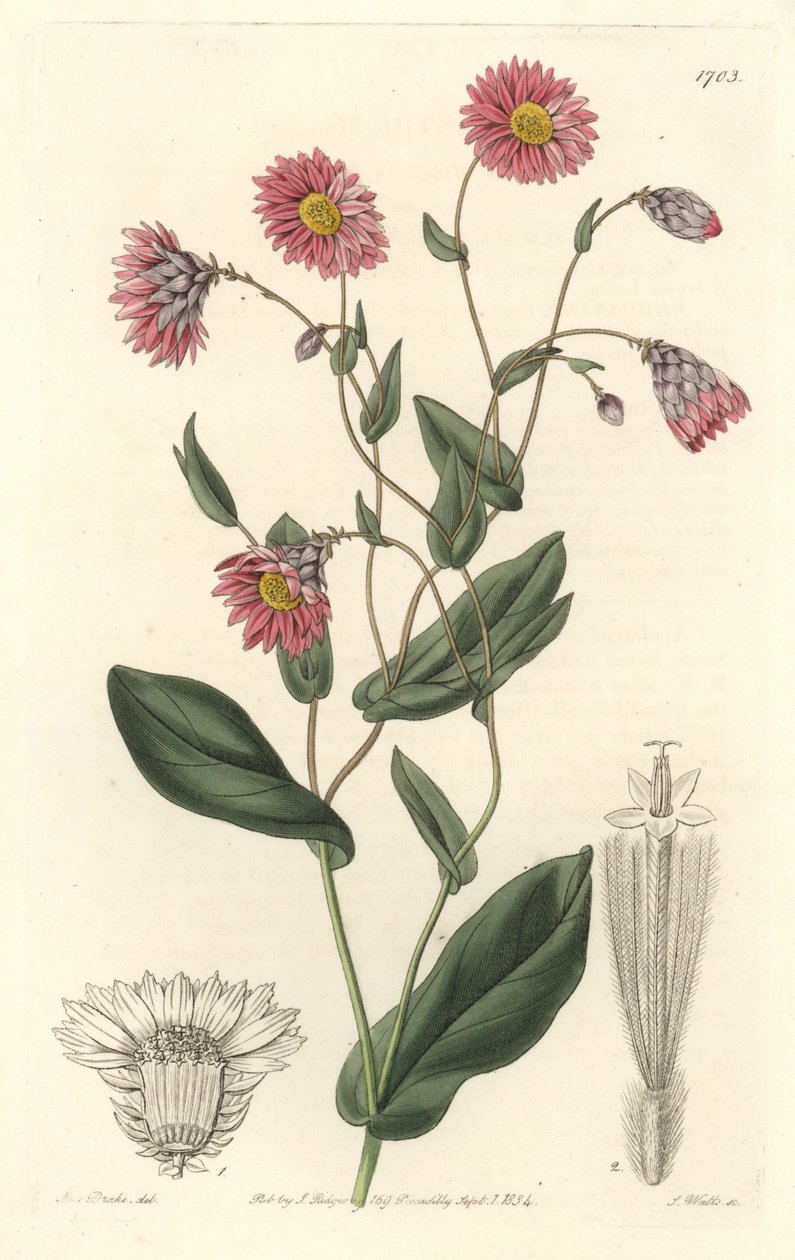 Pink Rhodanthe, Native to Australia - Engraved by S. Watts, from an illustration by Sarah Anne Drake, from the Botanical Register by Sydenham Teast Edwards
