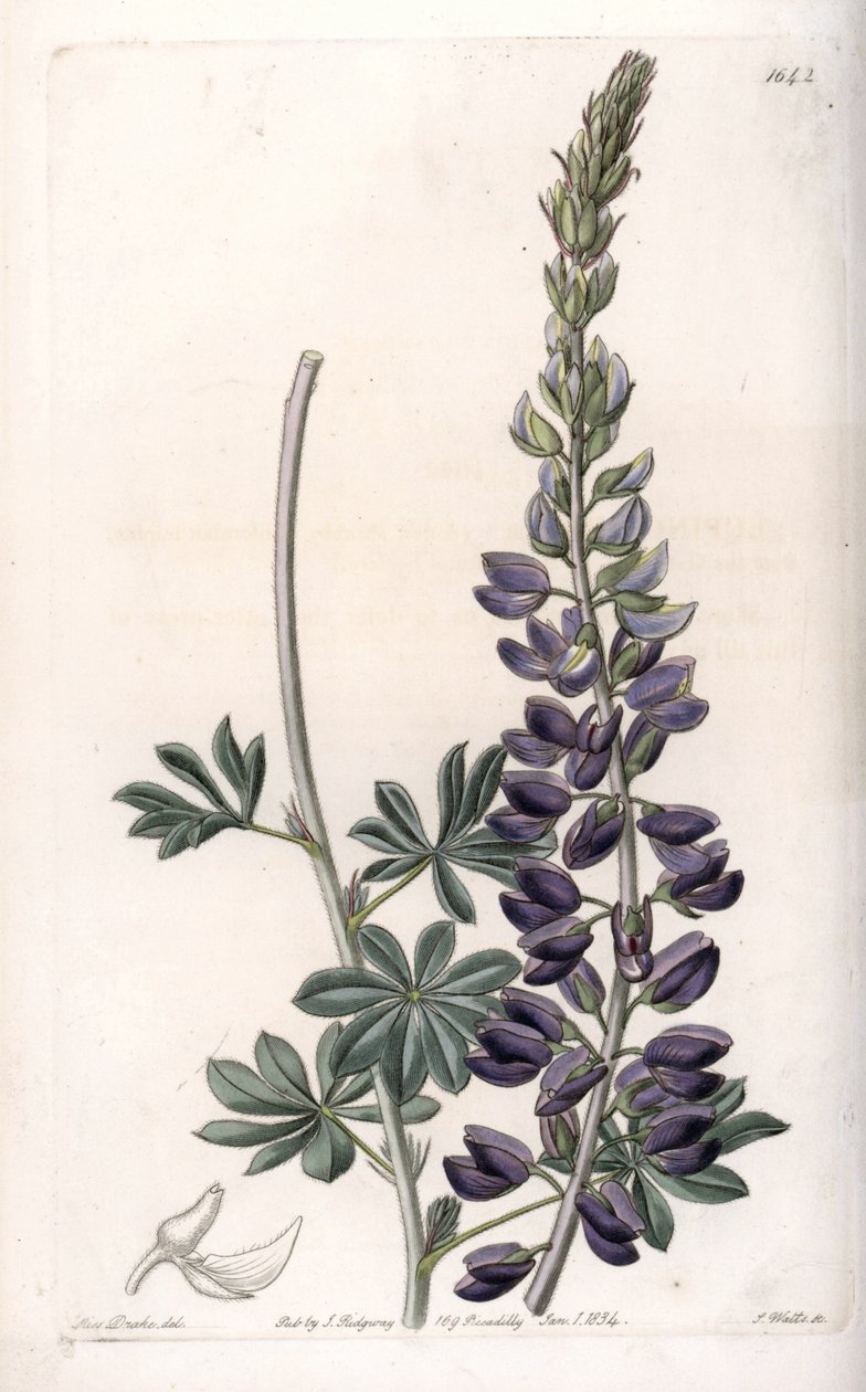 Purple Lupine Variete - Engraved by S.Watts, from an illustration by Sarah Anne Drake, from the Botanical Register of Sydenham Edwards by Sydenham Teast Edwards