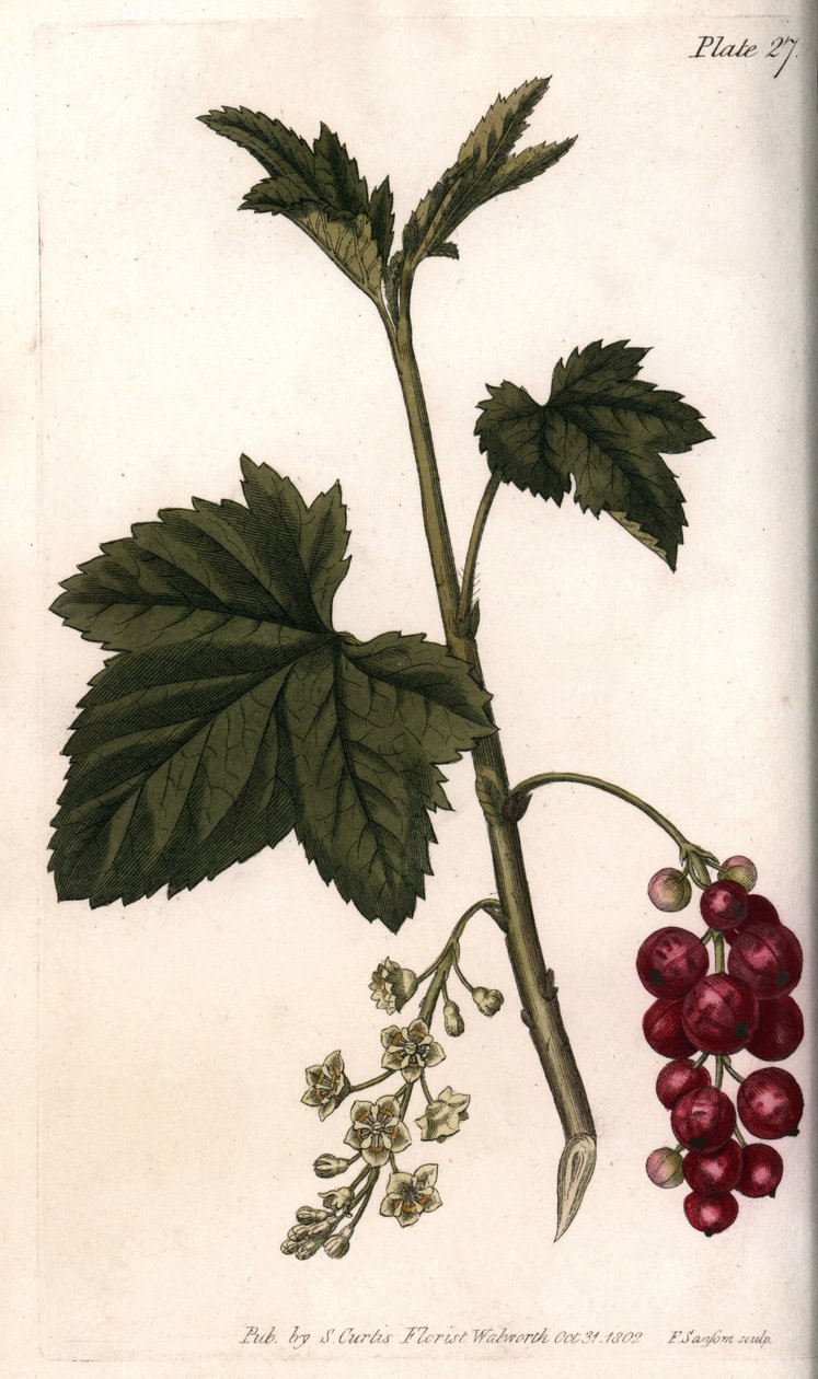 Red currant. by Sydenham Teast Edwards