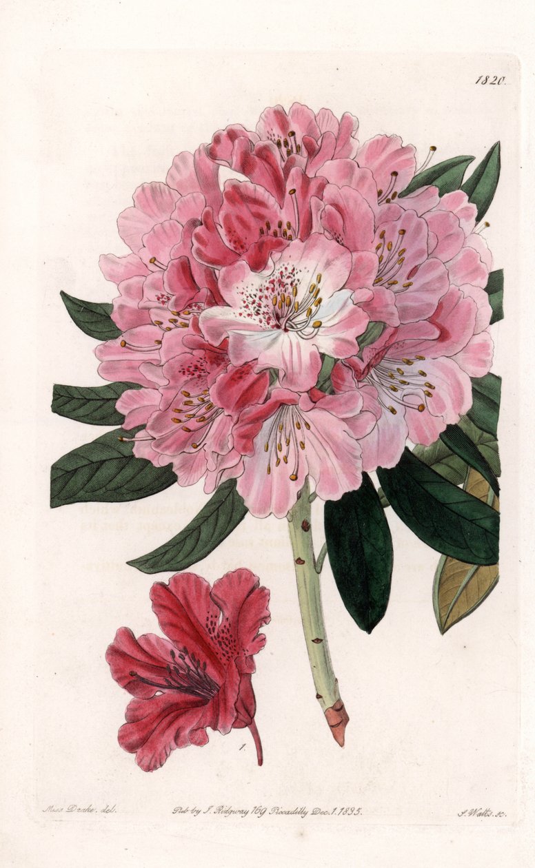 Rhododendron Hybrid Variete - Engraved by S. Watts, from an illustration by Sarah Anne Drake, from the Botanical Register of Sydenham Edwards, England by Sydenham Teast Edwards