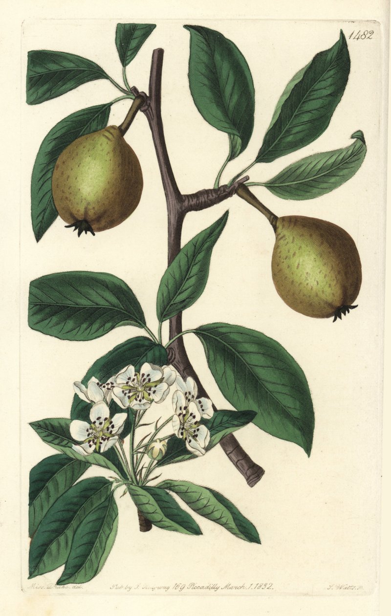 Sage-leaved Pear - Sage-leaved Pear, Pyrus salviifolia (Pyrus salvifolia). Handcoloured copperplate engraving from Sydenham Edwards