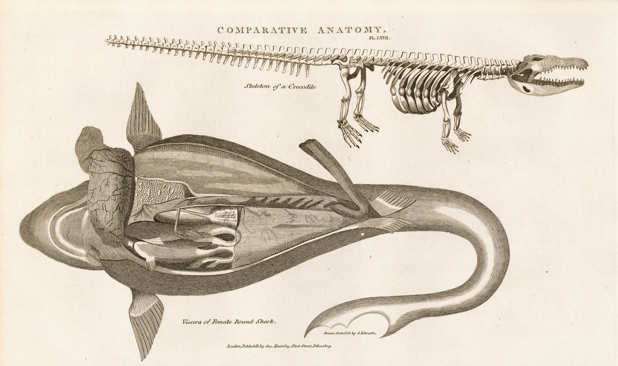 Shark Anatomy and Crocodile Skeleton by Sydenham Teast Edwards