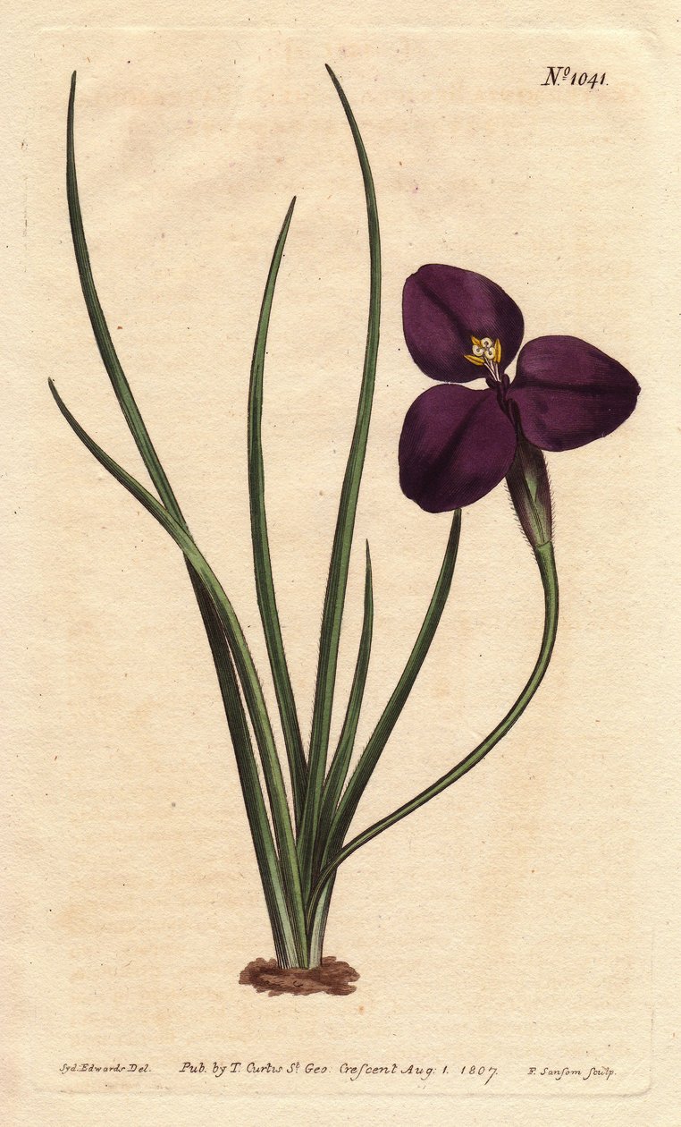 Silky Patersonia with Dark Purple Flower by Sydenham Teast Edwards