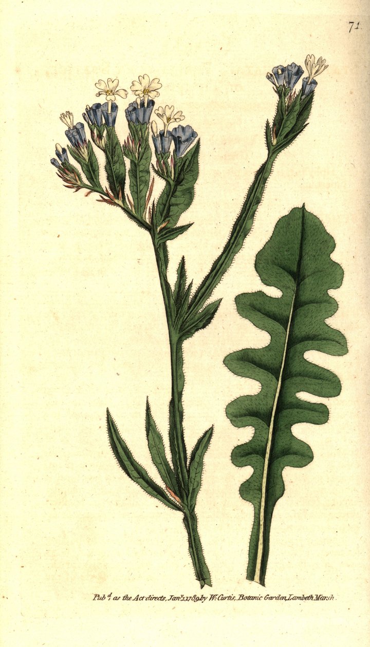 Sea Lavender by Sydenham Teast Edwards