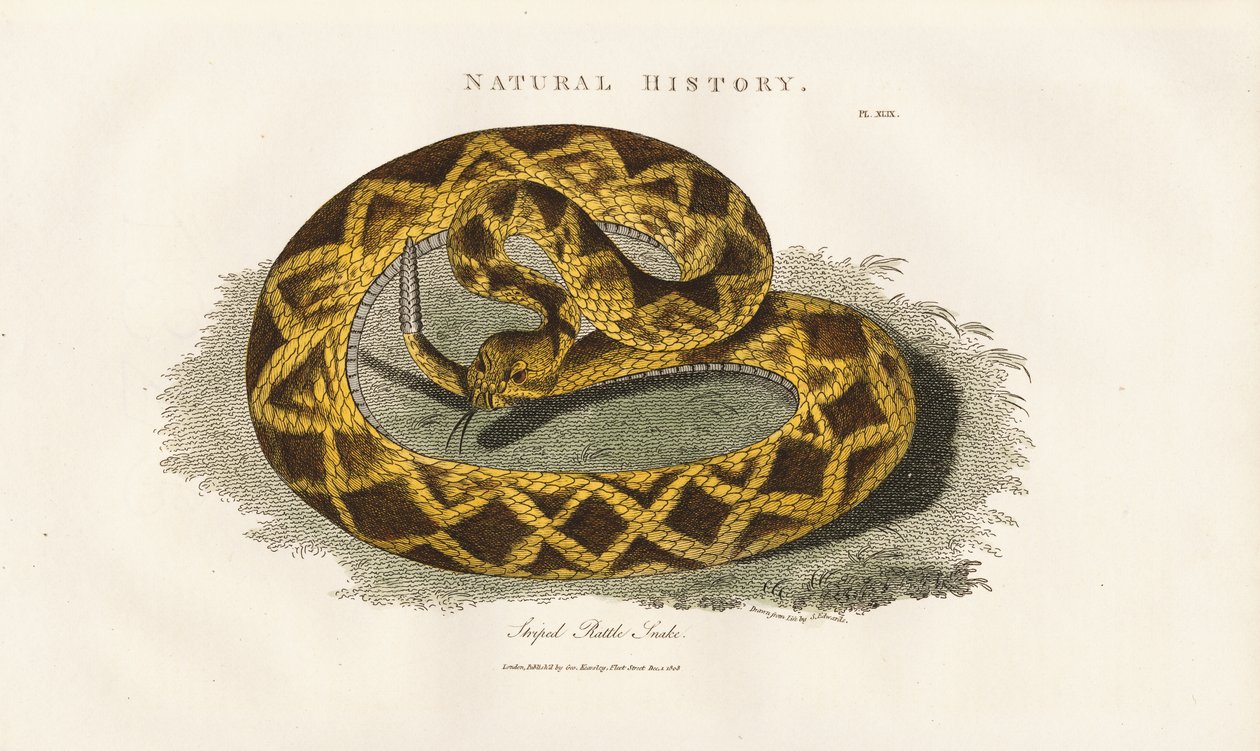 Striped Rattle Snake by Sydenham Teast Edwards
