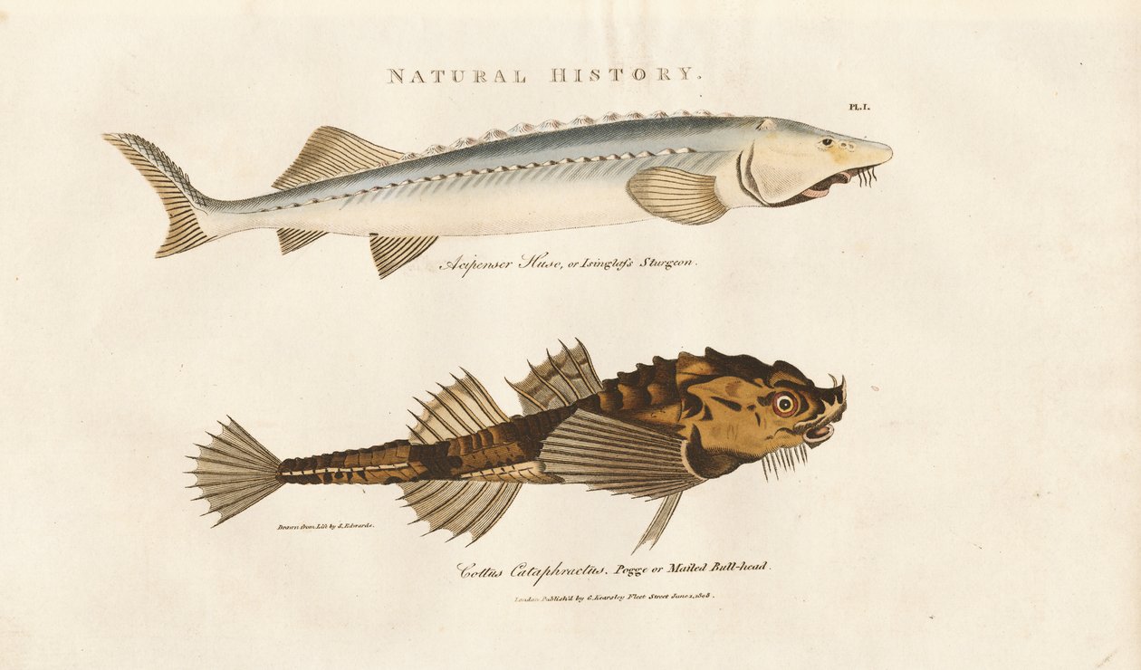 Sturgeon and Pogge by Sydenham Teast Edwards