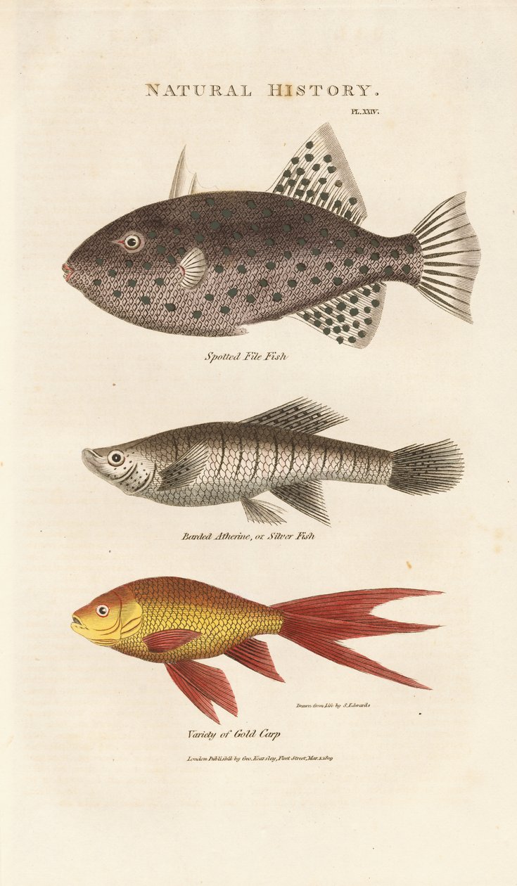 Three Marine Fishes by Sydenham Teast Edwards