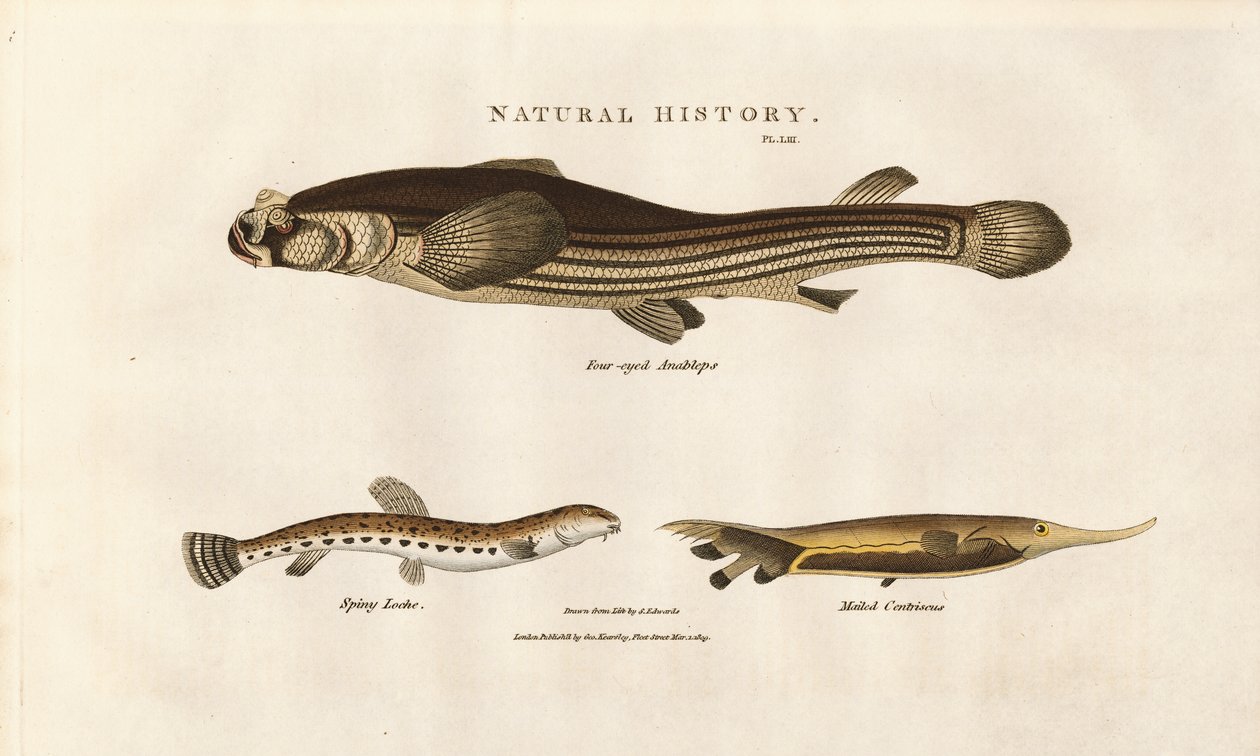 Three Unusual Fish Species by Sydenham Teast Edwards
