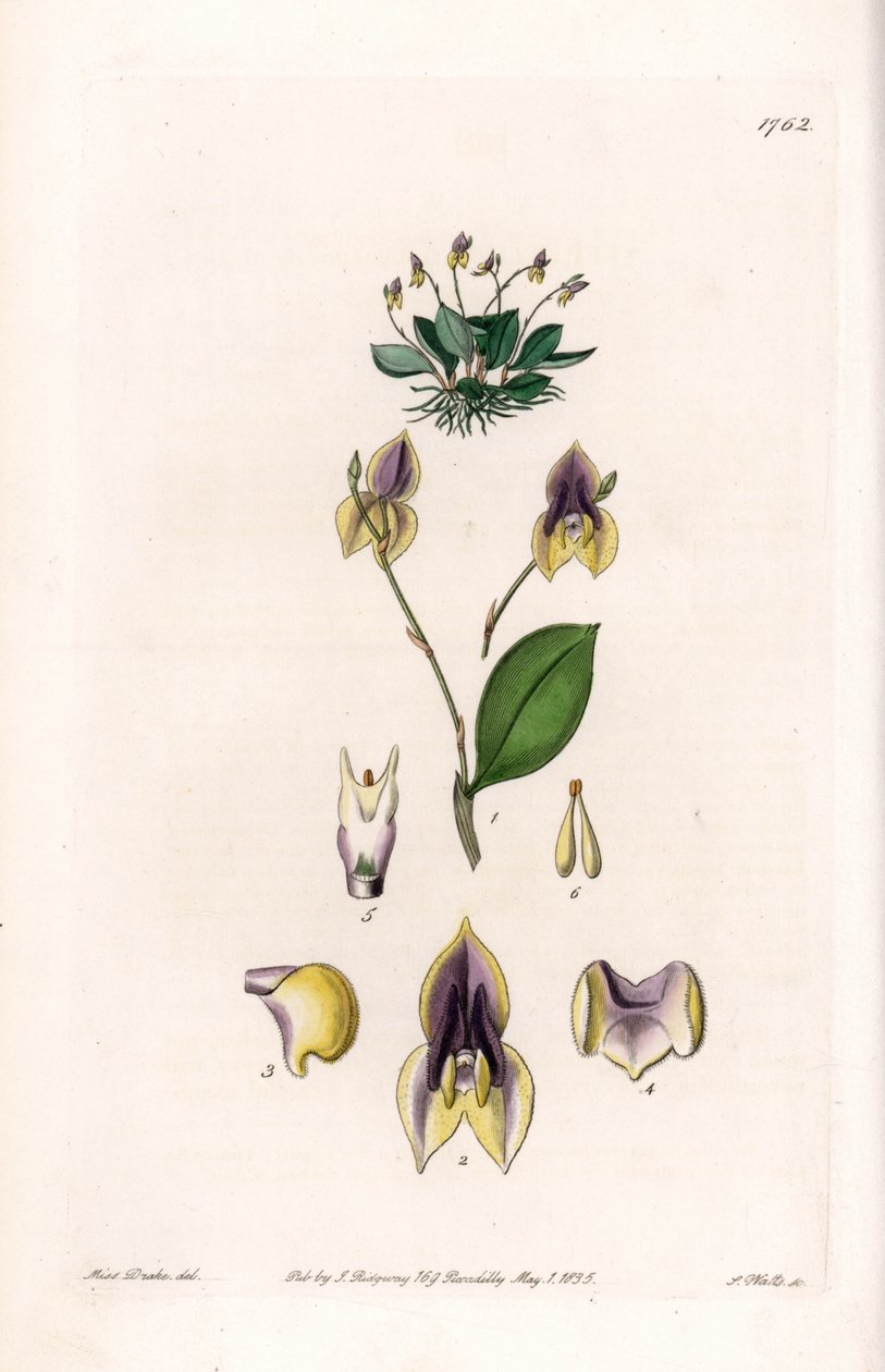 Three-Toothed Lepanthes - Engraved by S. Watts, from an illustration by Sarah Anne Drake, from the Botanical Register of Sydenham Edwards by Sydenham Teast Edwards