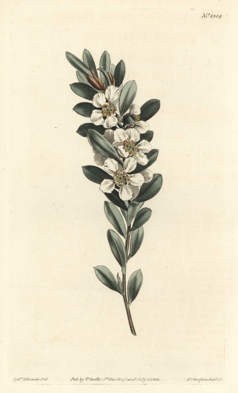 Coastal tea tree, Leptospermum laevigatum (Smooth fabricia, Fabricia laevigata). by Sydenham Teast Edwards