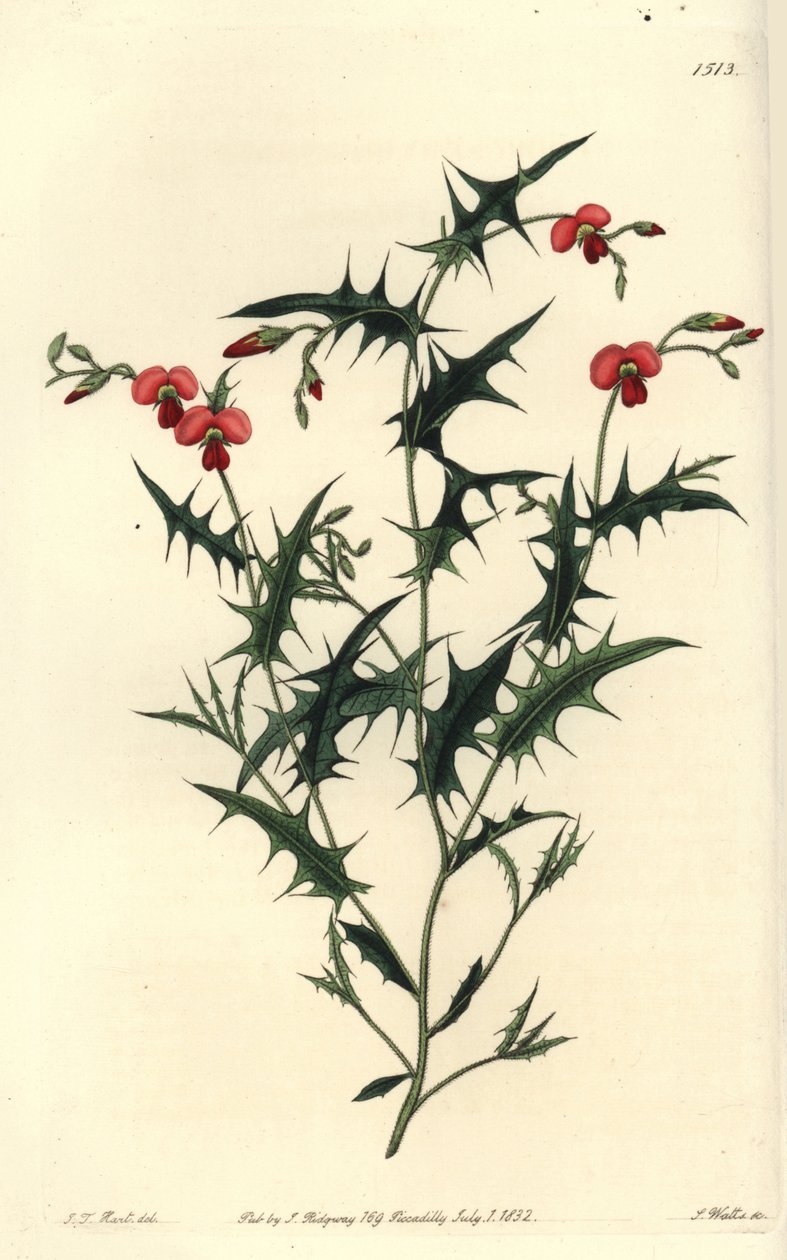 Triangular Chorozema by Sydenham Teast Edwards
