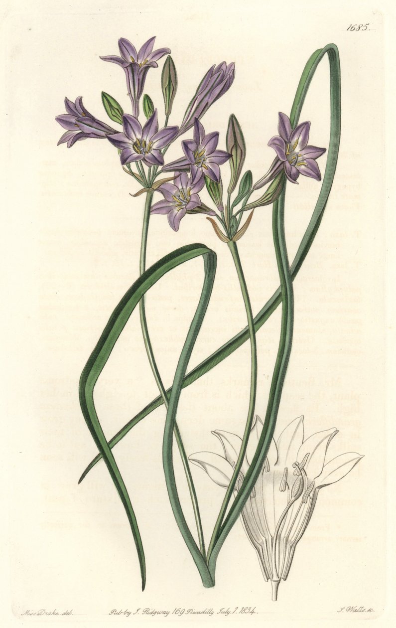 Triteleia or Brodiaea from the Botanical Register by Sydenham Teast Edwards