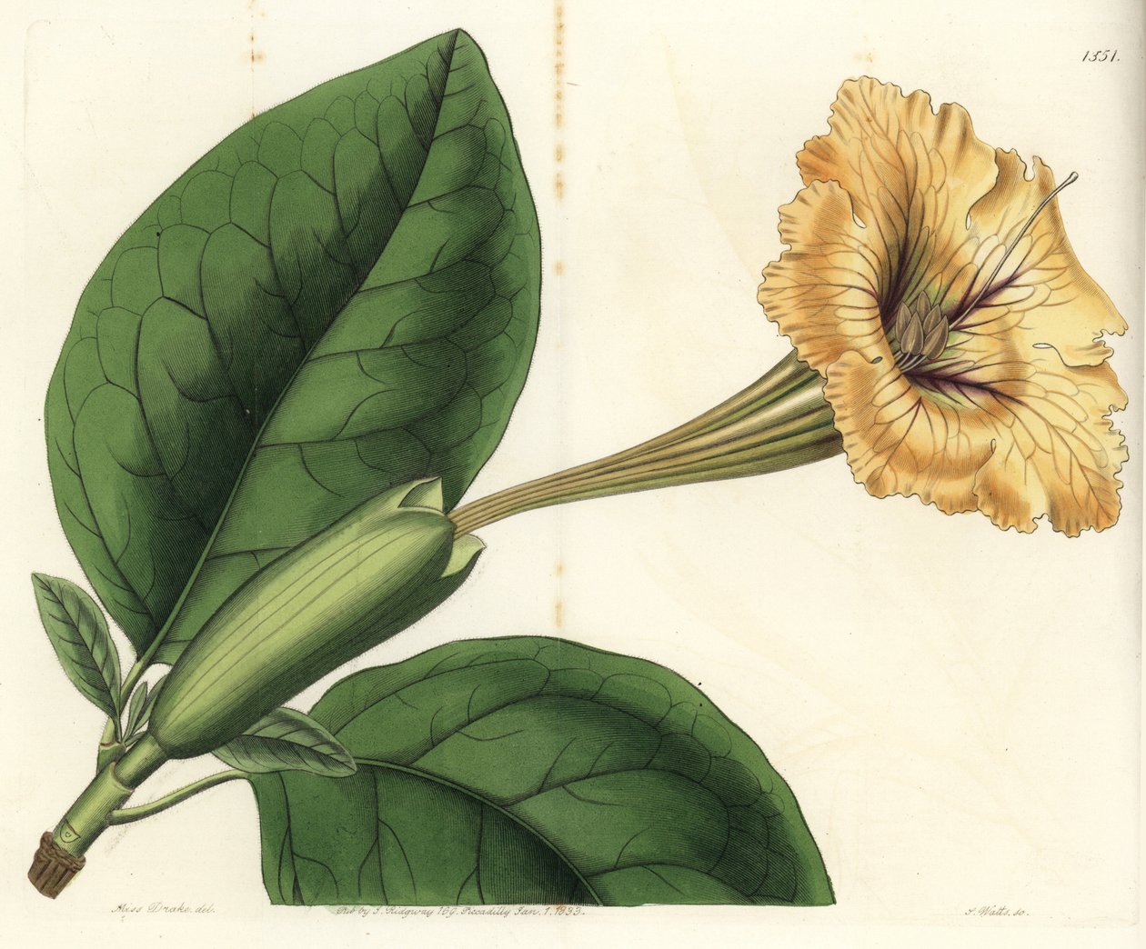 Trumpet Liana or Cup of Gold - Chalice Vine or Spotted-flowered Solandra, Solandra guttata. Handcoloured copperplate engraving from Sydenham Edwards