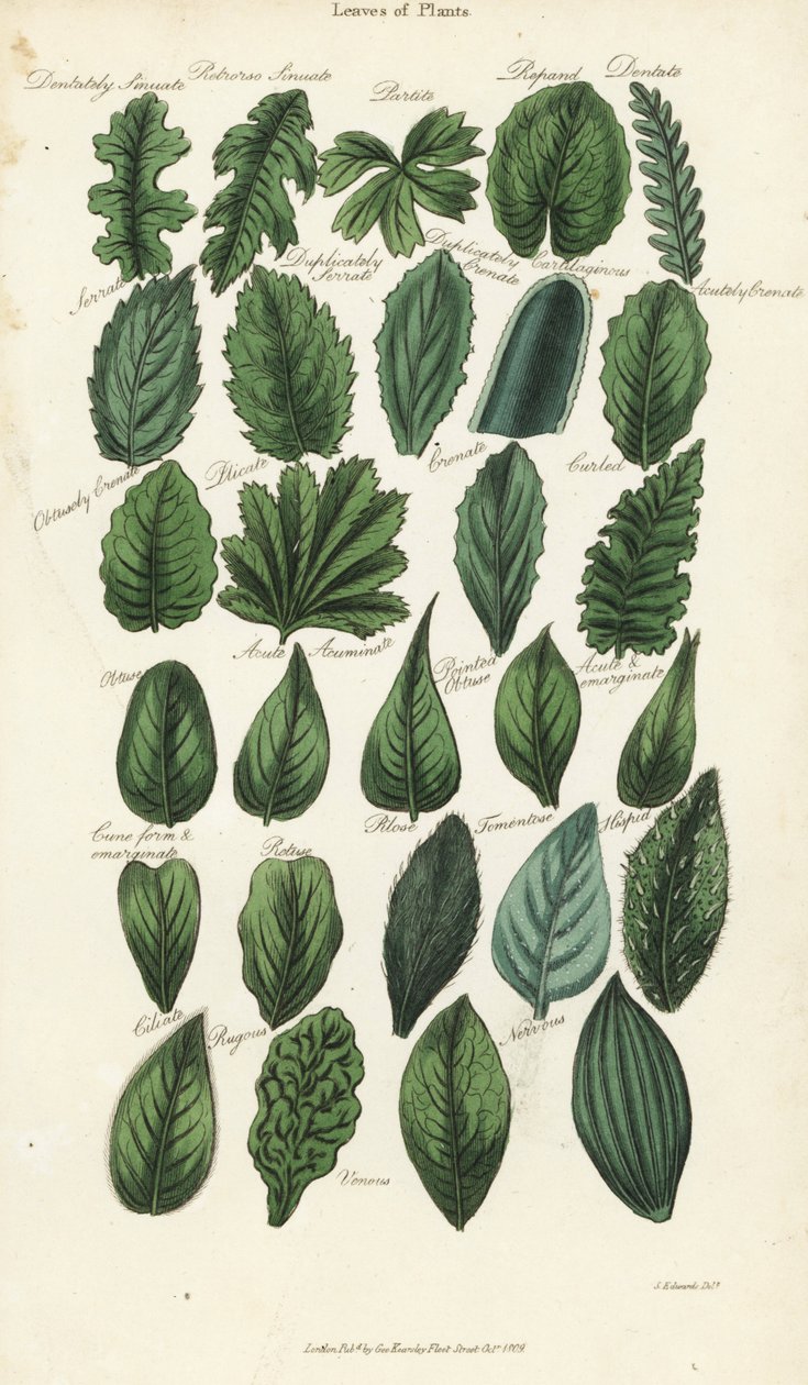 Types of Leaves of Plants by Sydenham Teast Edwards
