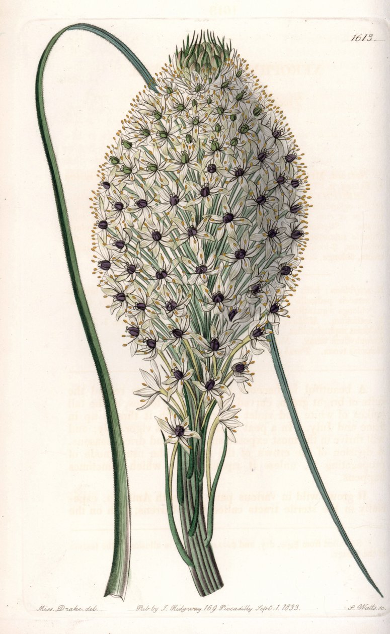 Variety of Liliaceae (Helonias asphodeloides). Handcoloured copperplate engraving from Sydenham Edwards