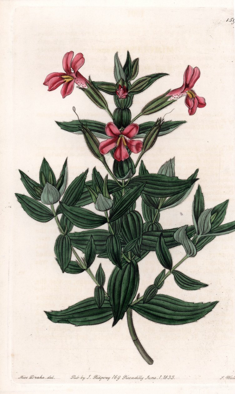 Variety of mimule (monkey or musk flower) - Engraved board by S. Watts, from an illustration by Sarah Anne Drake, from the Botanical Register of Sydenham Edwards, England by Sydenham Teast Edwards