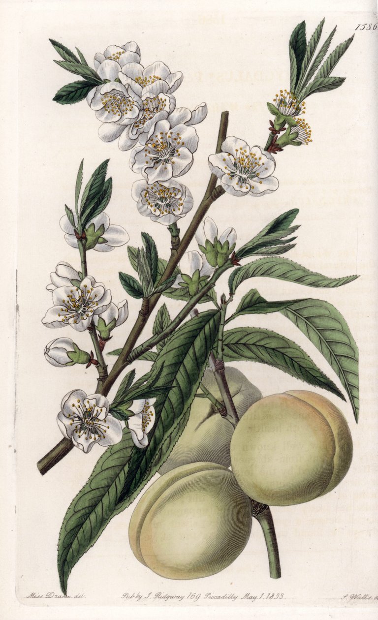 White pecher - Engraved by S.Watts, from an illustration by Sarah Anne Drake, from the Botanical Register of Sydenham Edwards by Sydenham Teast Edwards