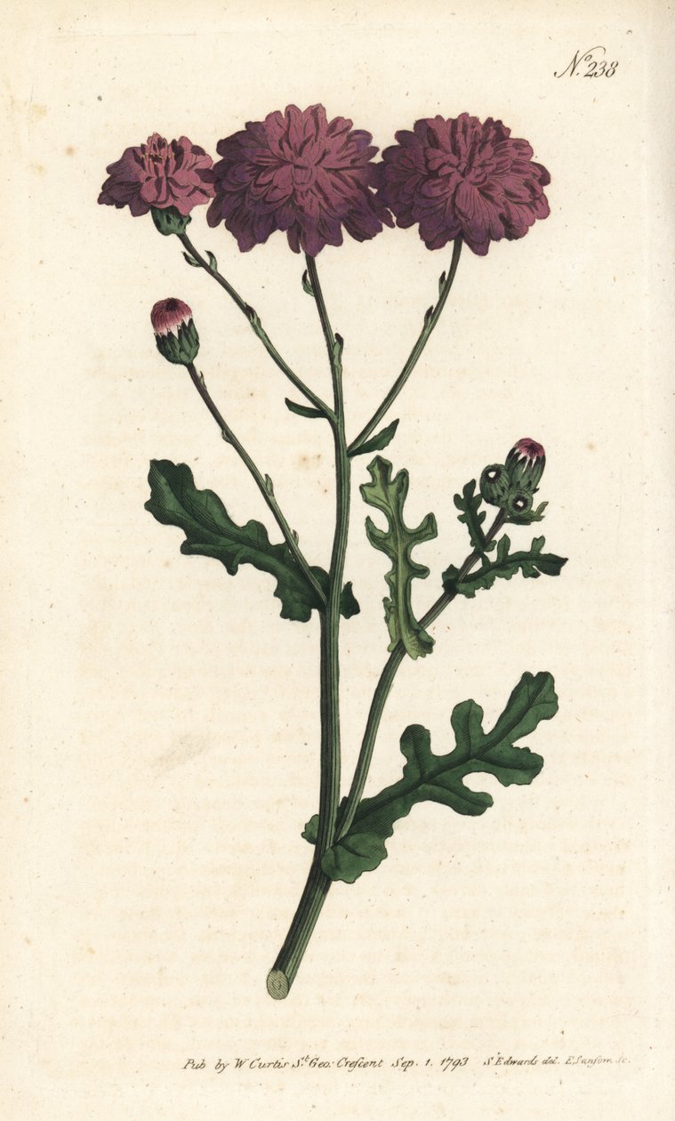 Wild cineraire - Purple groundsel or ragwort, Senecio elegans by Sydenham Teast Edwards