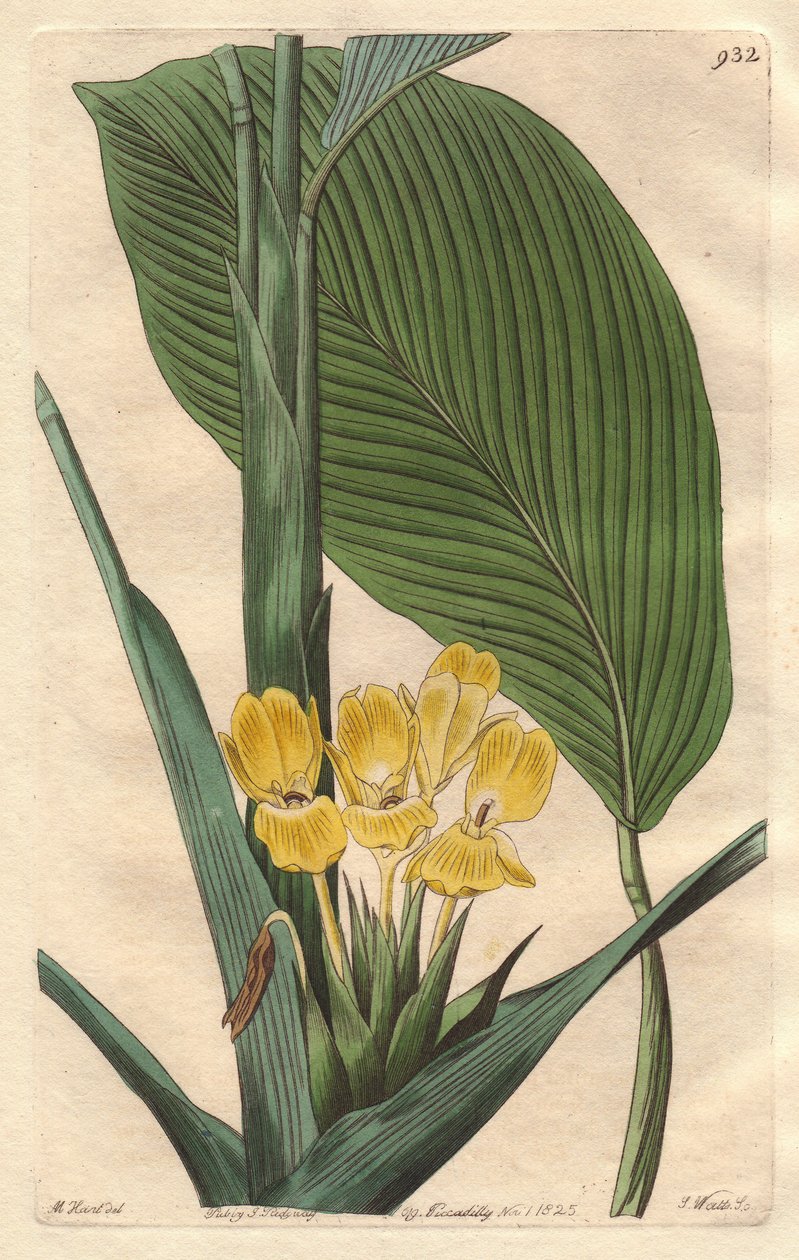 Yellow-Flowered Calathea, Native to Brazil - S. Watts Strong Water from an Illustration by M. Mart, from the Botanical Register by Sydenham Teast Edwards