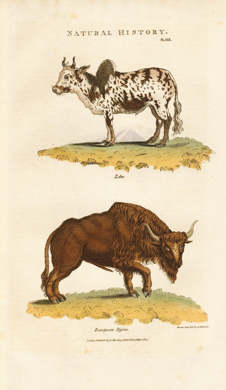 Zebu and European Bison by Sydenham Teast Edwards