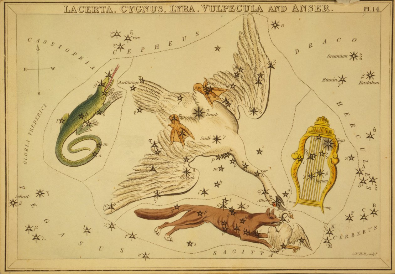 Lacerta, Cygnus, Lyra, Vulpecula and Anser, Illustration from 