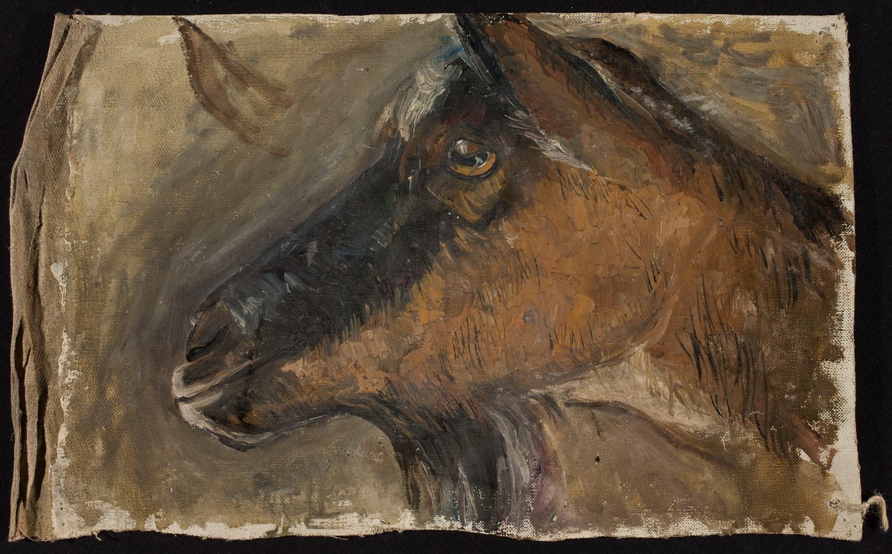 Study of a Goat