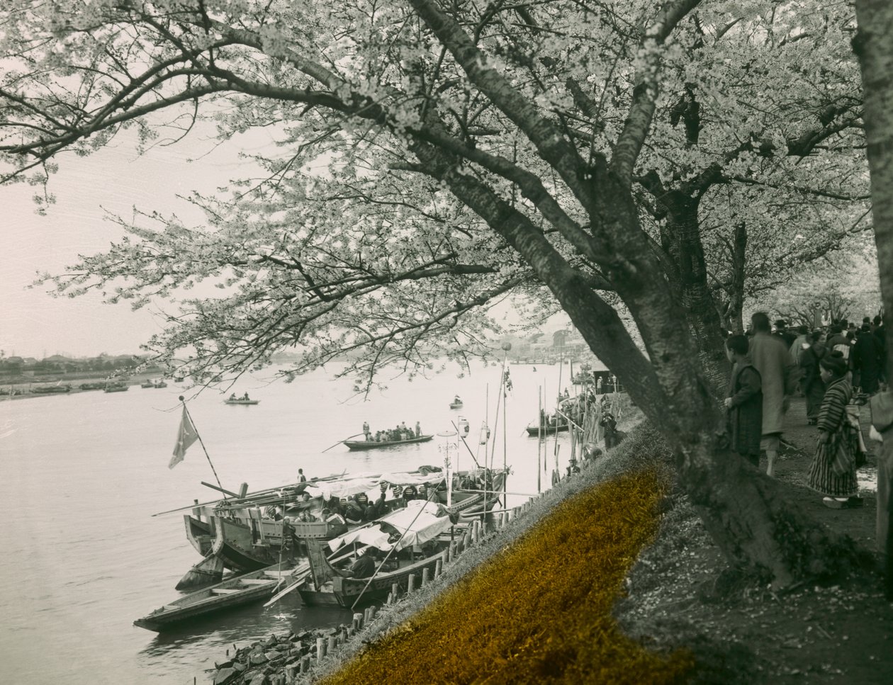 Cherry Tree in Bloom by the Pond at Mukojima Hyakkaen, circa 1900 - 1915 by Teijiro Takagi