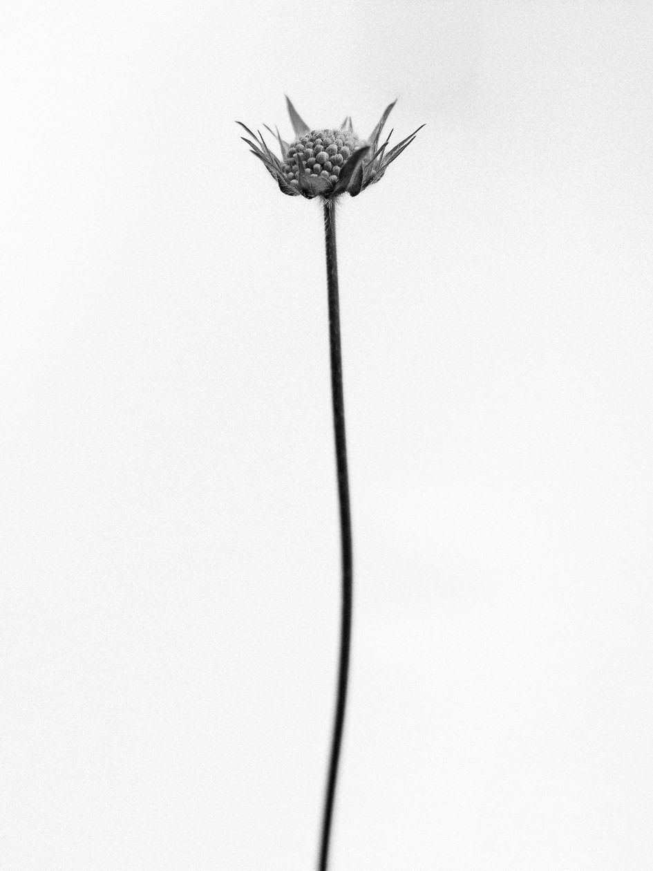 Amid the Flowers 33, 2021 by Teis Albers