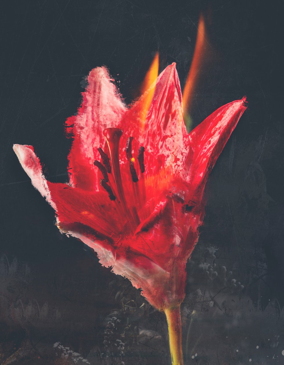 Combust by Teis Albers