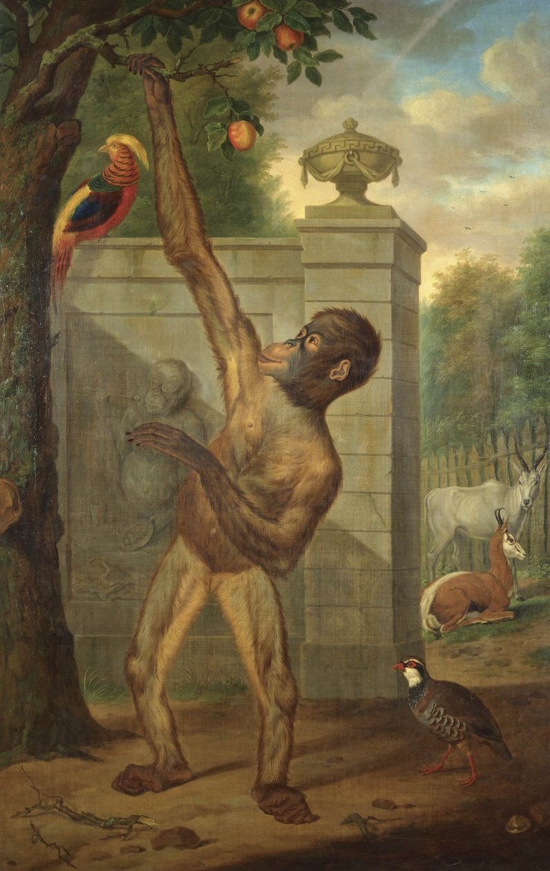 Orangutan from the Zoo of Stadholder Willem V, Picking an Apple by Tethart Philipp Christian Haag