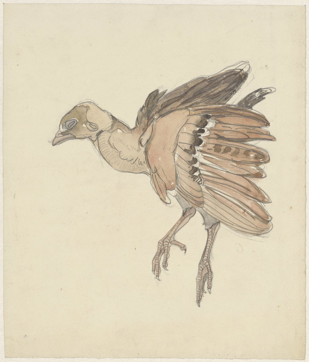 Dead Bird (Partridge?) by Theo van Hoytema