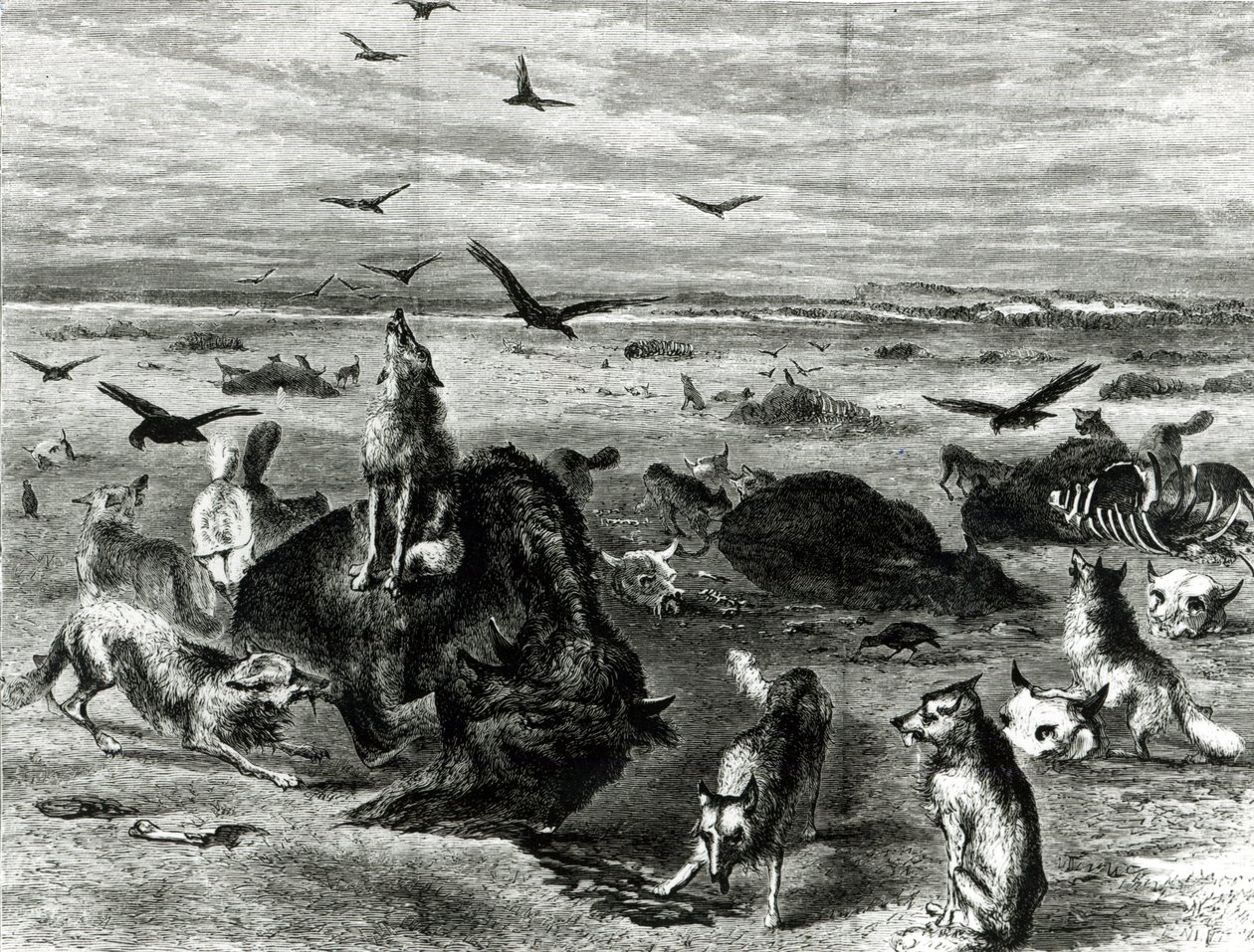Slaughter of Buffaloes on the Plains, from Harpers Weekly 1872 by Theodore Russell Davis