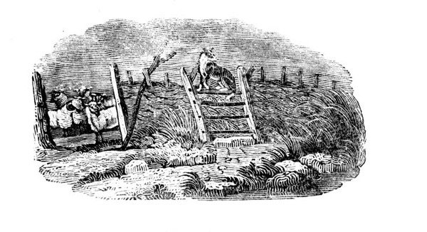 A Sheep Dog and Sheep Fold from History of British Birds and Quadrupeds by Thomas Bewick