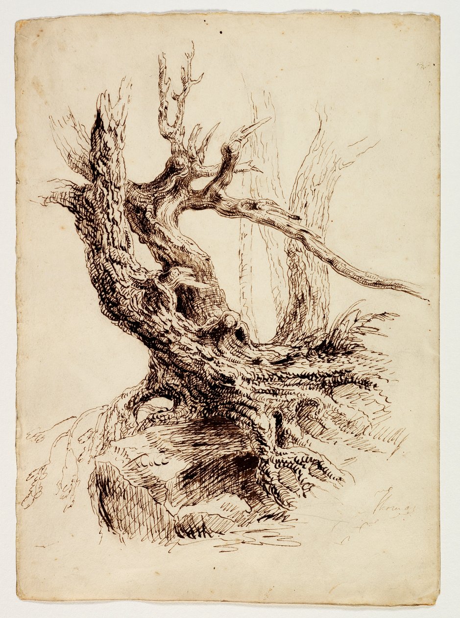 Gnarled Tree Trunk by Thomas Cole