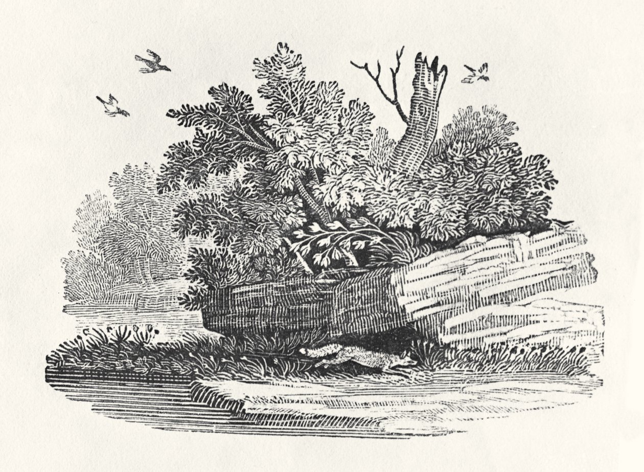 Fox Escaping, from 