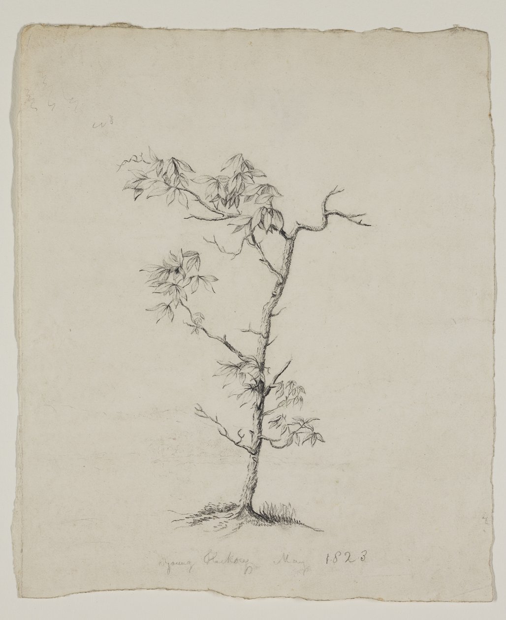 Young Hickory by Thomas Cole