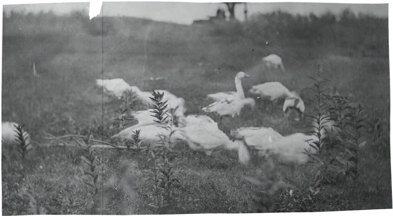 Geese at the Site of Mending the Net, Gloucester, N.J., 1881 by Thomas Eakins