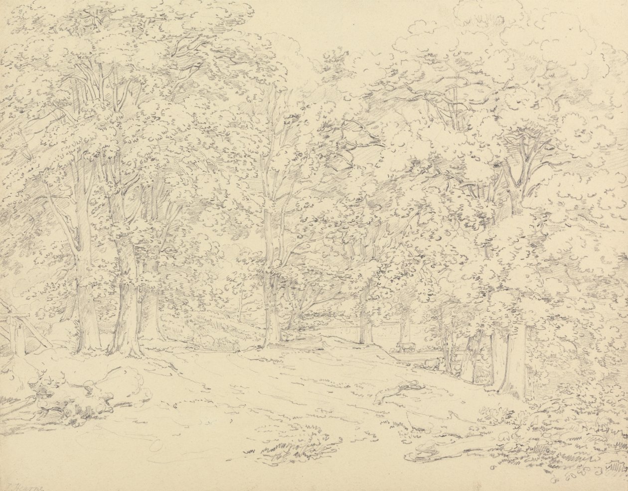 Trees in Ashtead Park, Surrey by Thomas Hearne