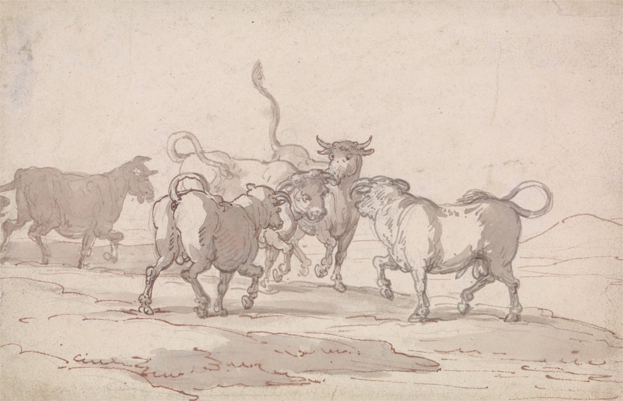 A Group of Five Bulls about to Fight by Thomas Rowlandson