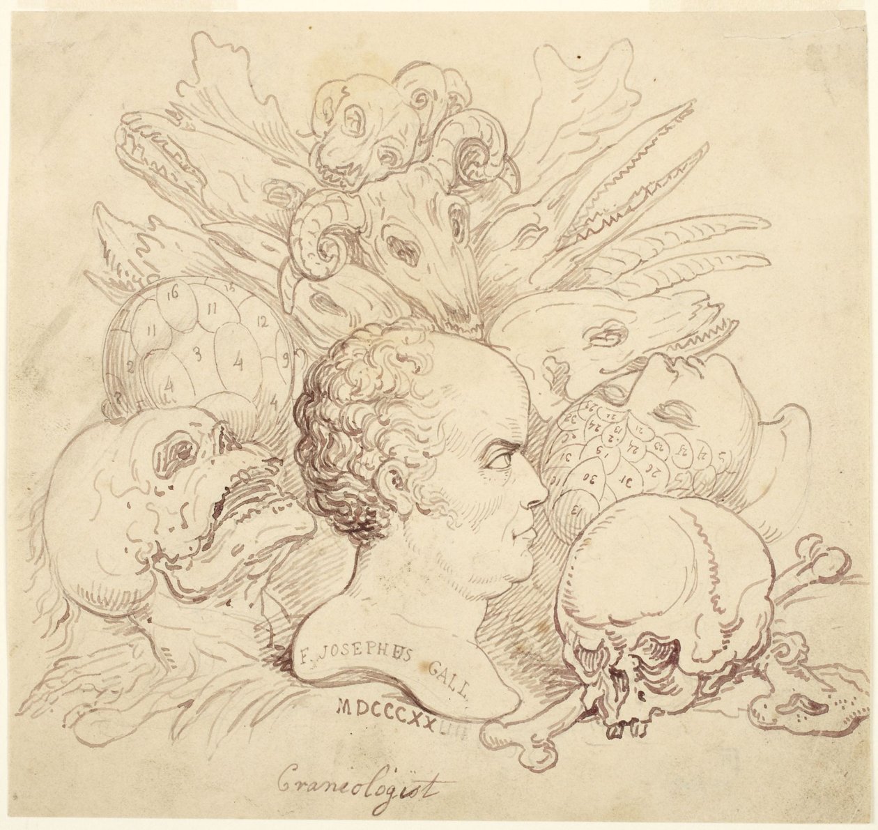 F. Josephus Gall, Craniologist by Thomas Rowlandson