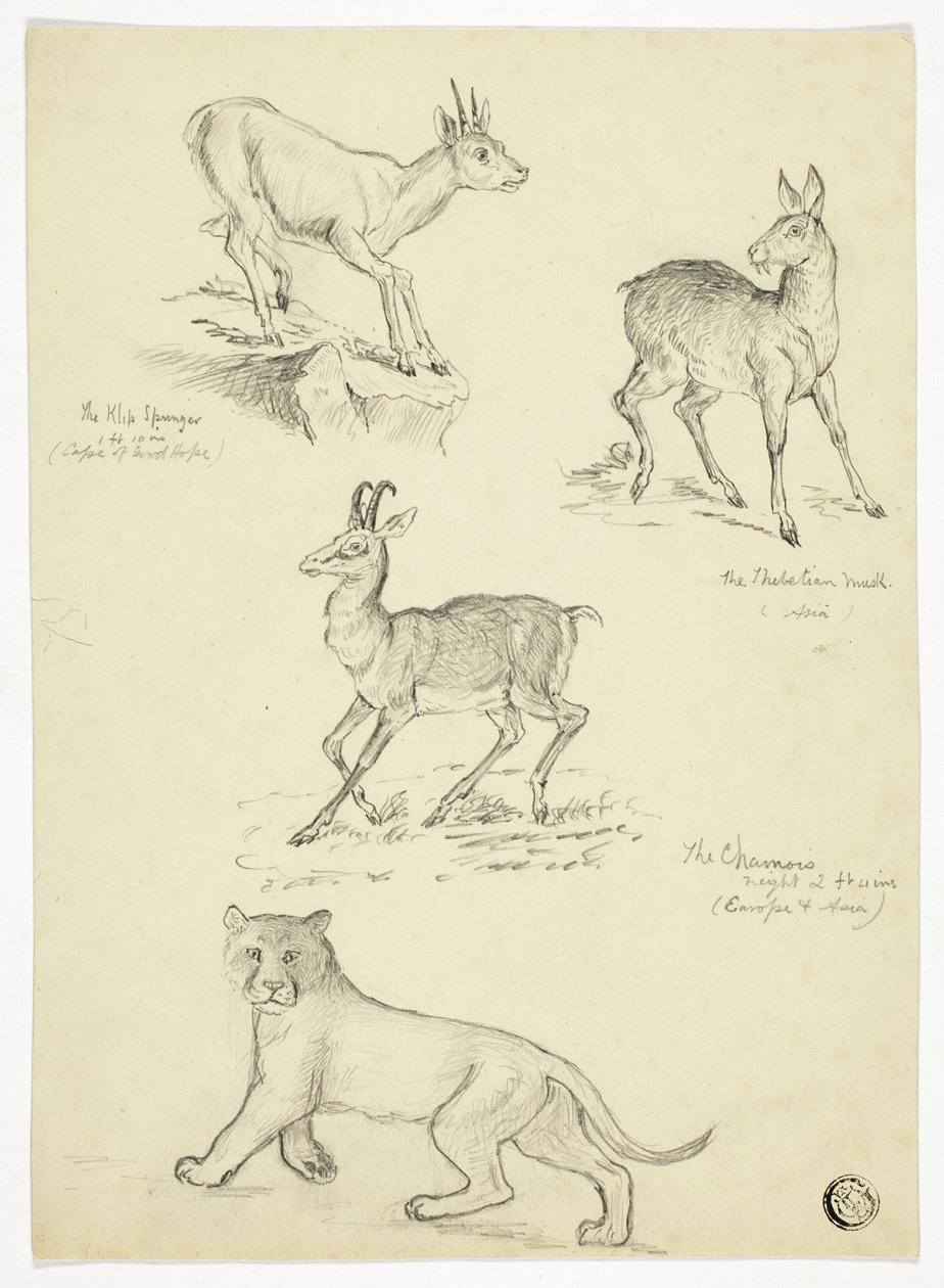 Chamois, Musk, Klipbok and Lion by Thomas Uwins