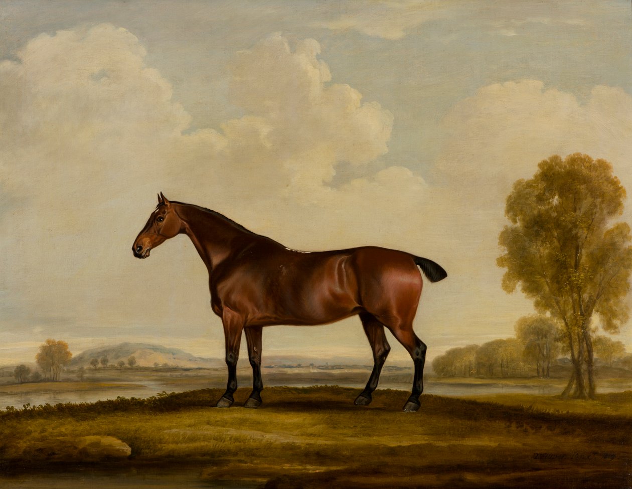 Georgiana: a Horse by Thomas Weaver