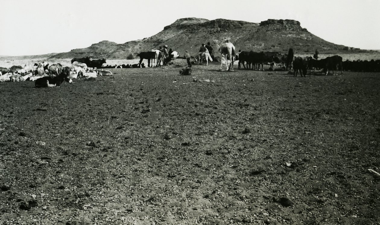 View of Archaeological Area of Naqa, with Dromedaries and Cattle, Sudan by Ugo Monneret de Villard