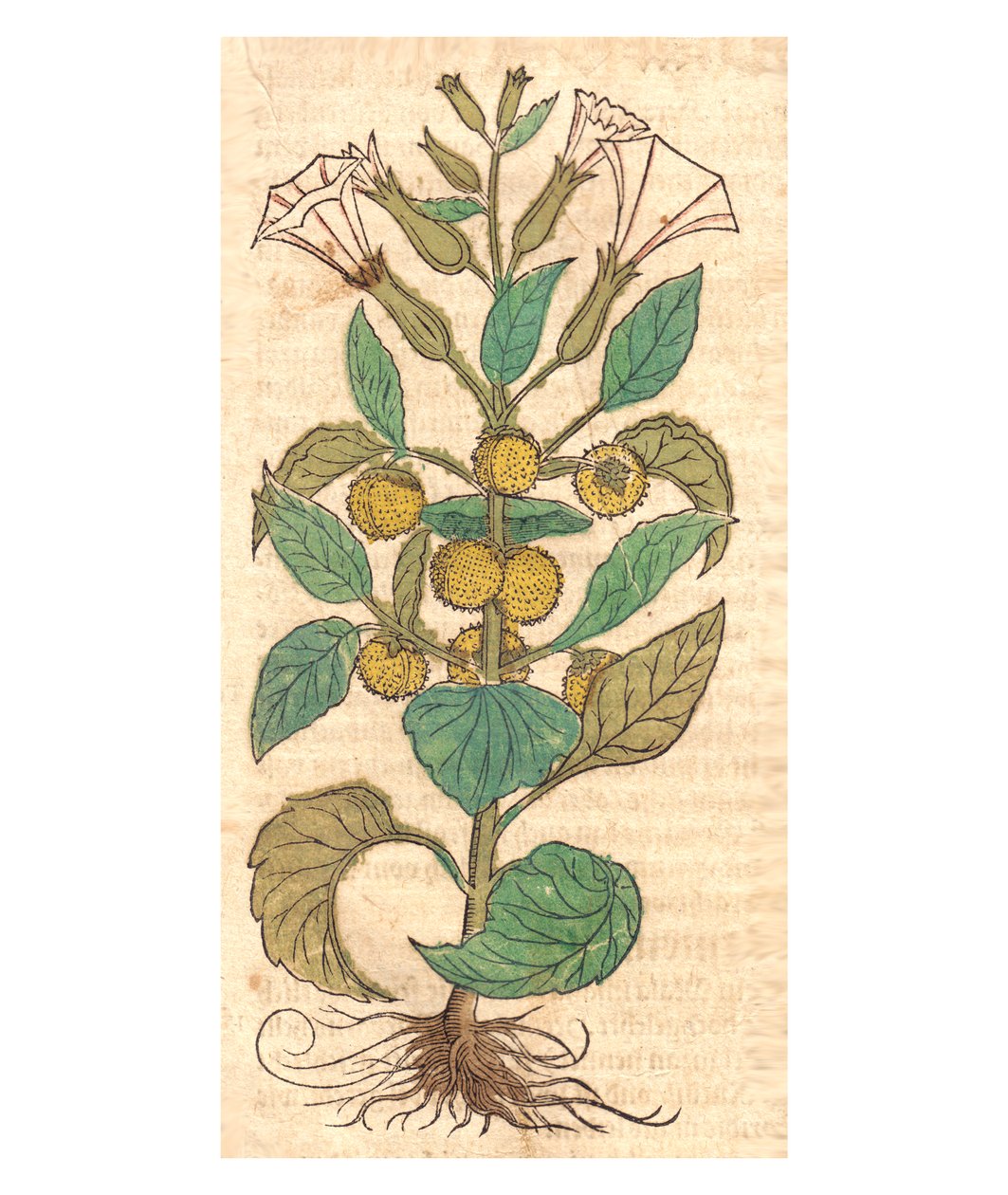 Illustration of Datura Metel by Unbekannt Unbekannt