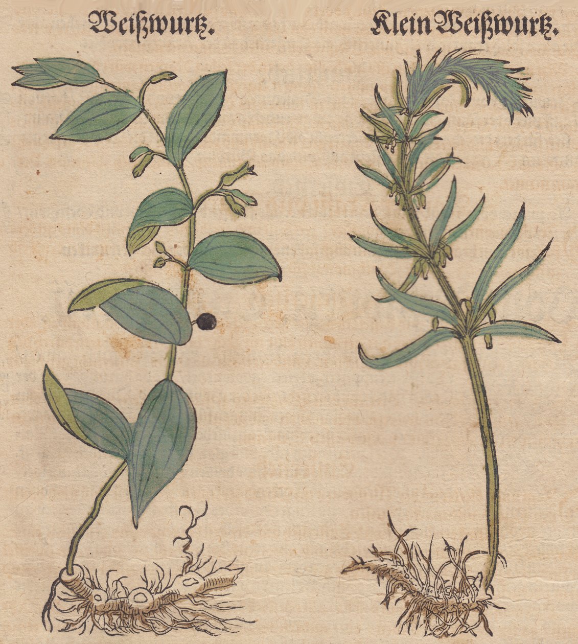 Illustration of Polygonatum multiflorum and Polygonatum verticillatum