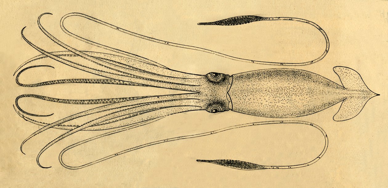 A Diagram of the Giant Squid by Unbekannt