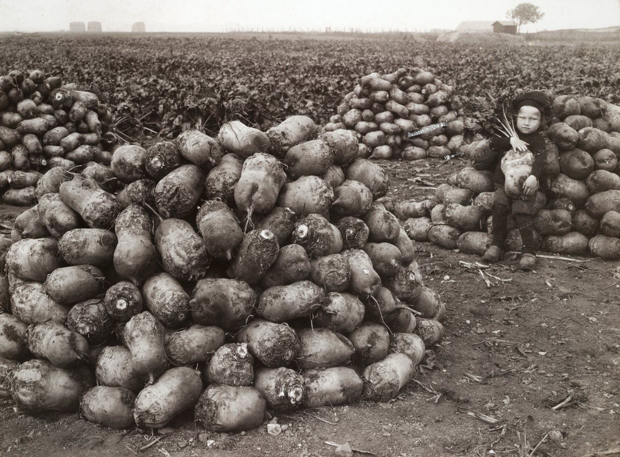 A little girl with piles of harvested turnips, near Landskrona, Sweden, 1910 by Unbekannt