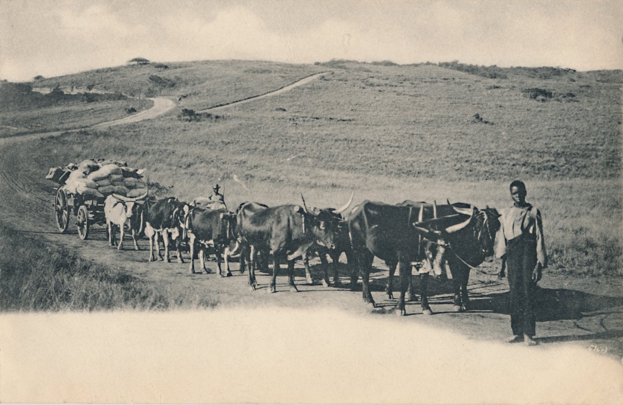 A Typical Ox Wagon - South Africa by Unbekannt